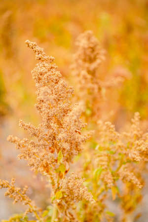 Ripe Quinoa Harvest in Autumn Fieldの写真素材