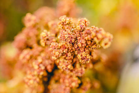 Ripe Quinoa Harvest in Autumn Fieldの写真素材