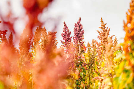 Ripe Quinoa Harvest in Autumn Fieldの写真素材