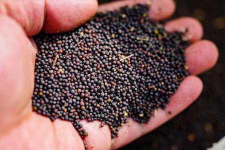 Agricultural harvest rapeseed,an important raw material for vegetable oilの写真素材