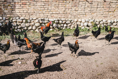 Free-range chickens in the yardの写真素材