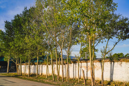 Morning sun warm light rural sceneryの写真素材