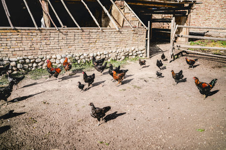 Free-range chickens in the yardの写真素材