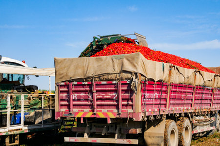 Harvesting ripe tomatoes in an agricultural fieldの写真素材