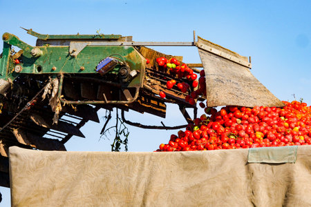 Harvesting ripe tomatoes in an agricultural fieldの写真素材