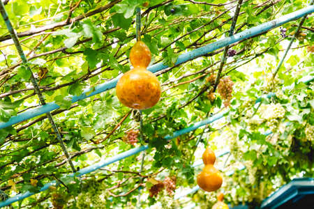 Mature calabash hanging in the garden in autumnの写真素材