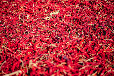 Red sun dried peppers in drying field