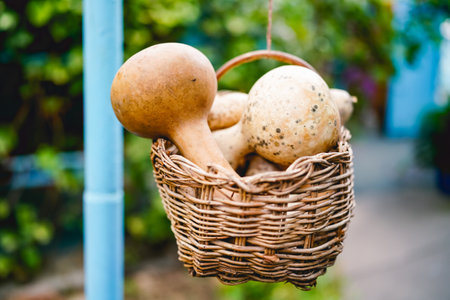 Mature calabash hanging in the garden in autumnの写真素材