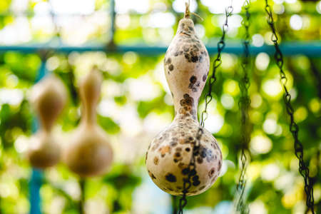 Mature calabash hanging in the garden in autumnの写真素材
