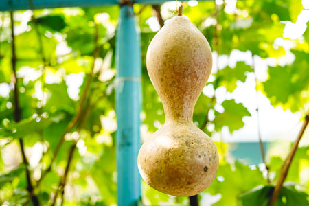 Mature calabash hanging in the garden in autumnの写真素材