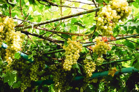 Green grape vines in the autumn gardenの写真素材