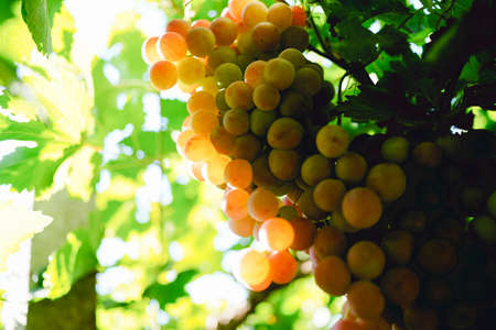 Ripe red grapes from the vineyardの写真素材