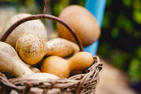 Mature calabash hanging in the garden in autumnの写真素材