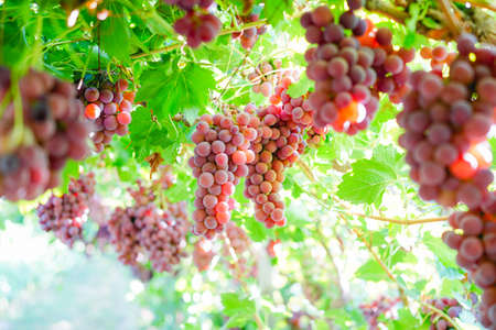Ripe red grapes from the vineyard