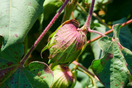 Agricultural cotton planting, cotton field bollsの写真素材