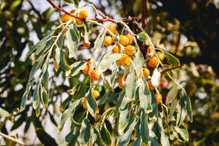 Yellow russianolive on a branch in autumnの写真素材