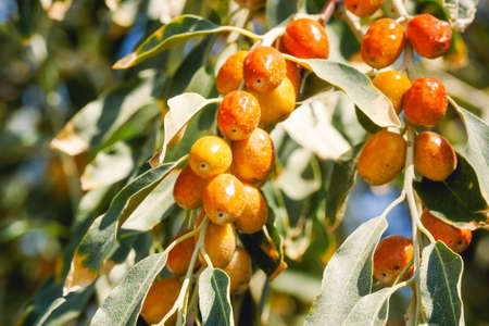Yellow russianolive on a branch in autumnの写真素材