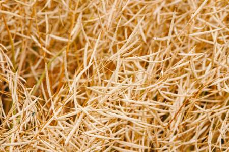 Yellow ripe rapeseed field in autumnの写真素材