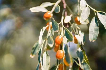 Yellow russianolive on a branch in autumnの写真素材