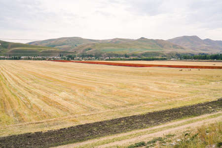 Yellow ripe rapeseed field in autumnの写真素材