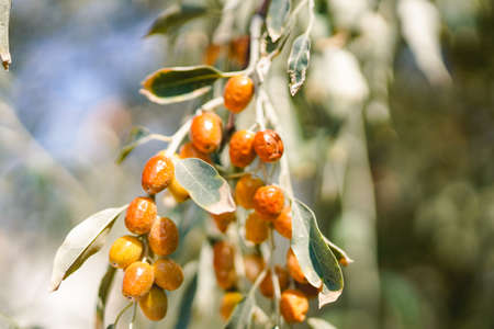 Yellow russianolive on a branch in autumnの写真素材