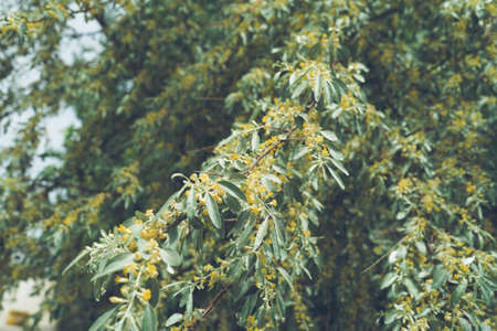 russian olive narrow flowers blooming in spring