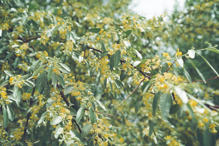russian olive narrow flowers blooming in springの写真素材