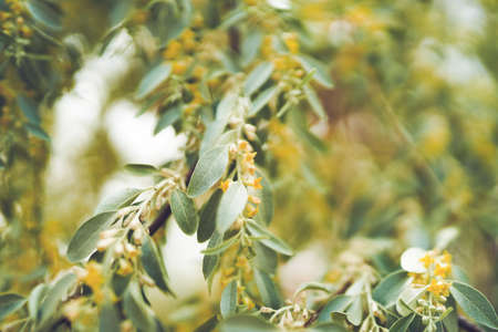 russian olive narrow flowers blooming in spring