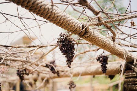 Dried grapes on the vine rackの写真素材