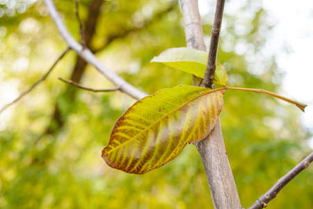 Fallen leaves hanging on a tree branch in autumn