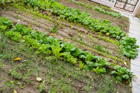 Vegetable field green vegetables, rural life