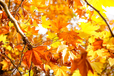 Golden sycamore leaves on branches in autumn sun