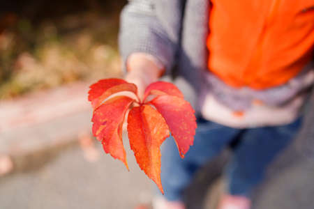 Red creeper on fence in autumn