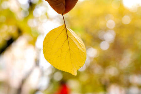 Little yellow leaves on children's hands in autumnの写真素材