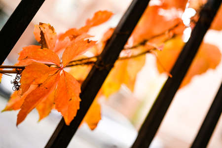 Red creeper on fence in autumnの写真素材