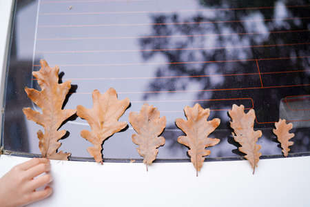 Oak leaves falling naturally in autumn