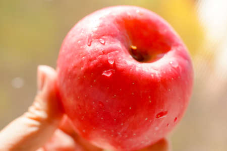 Hand holding fresh red apple