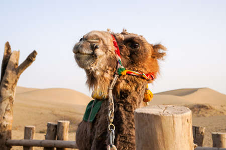 Captive camels in desert environment