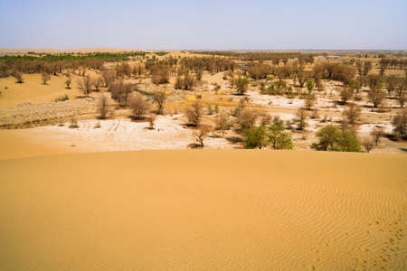 Desert oasis, dune grove center lakeの写真素材