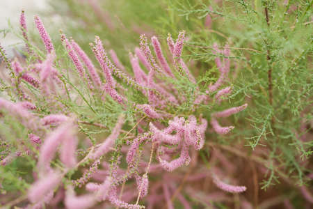 Outdoor plant tamarisk blooming, beautiful pinkの写真素材
