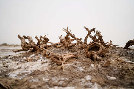 Wilderness desert death haloxylon, Sand and wind erosionの写真素材