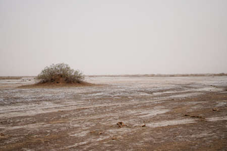 Wilderness desert death haloxylon, Sand and wind erosionの写真素材