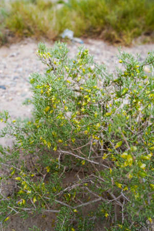 Wild plant ephedra Gobi lifeの写真素材