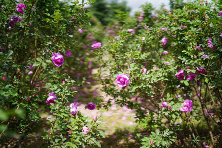 The rose garden is full of damascus rosesの写真素材