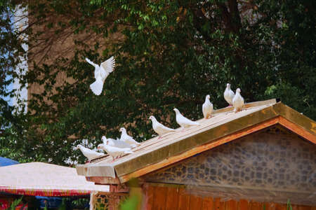 White pigeons on the eavesの写真素材
