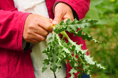 The farmland is weeded by hand with weeds in handの写真素材