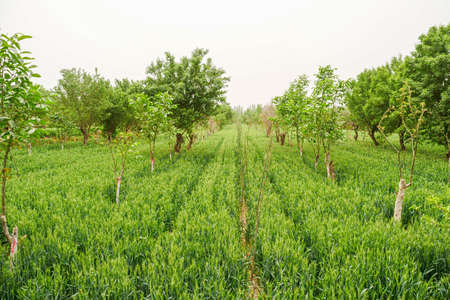 Green wheat is in the fieldの写真素材