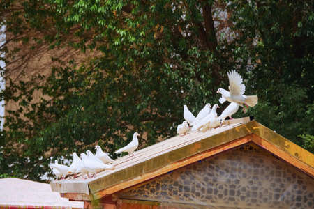 White pigeons on the eavesの写真素材