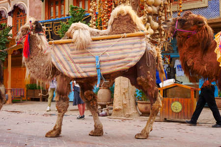 Town Festival Street camel teamのeditorial素材