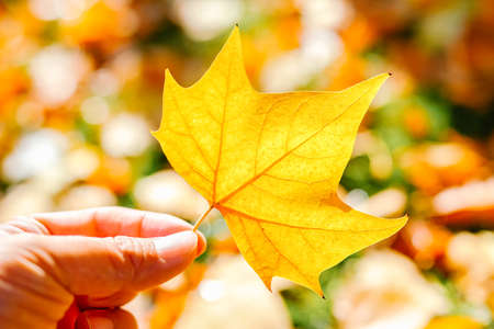 Holding golden leaves under backlightの写真素材